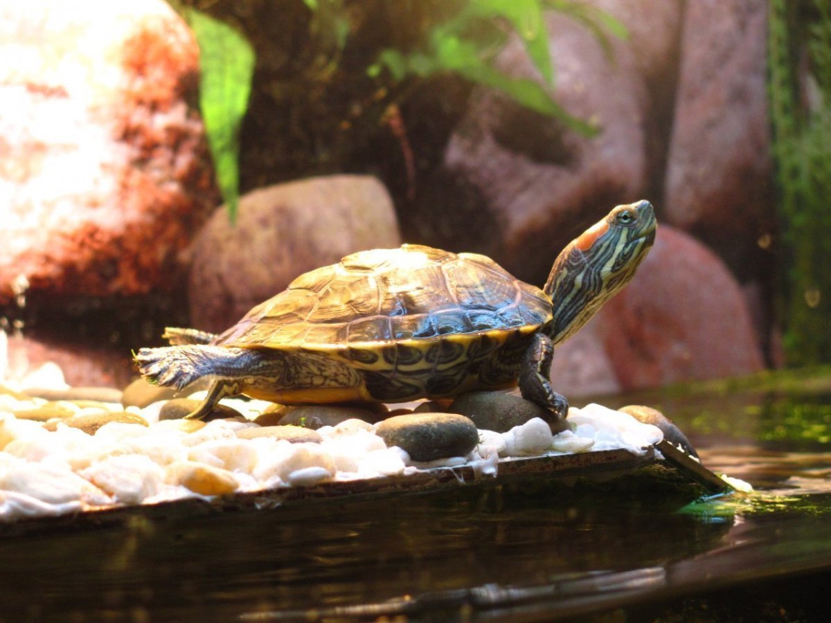 Красноухая водоплавающая черепаха