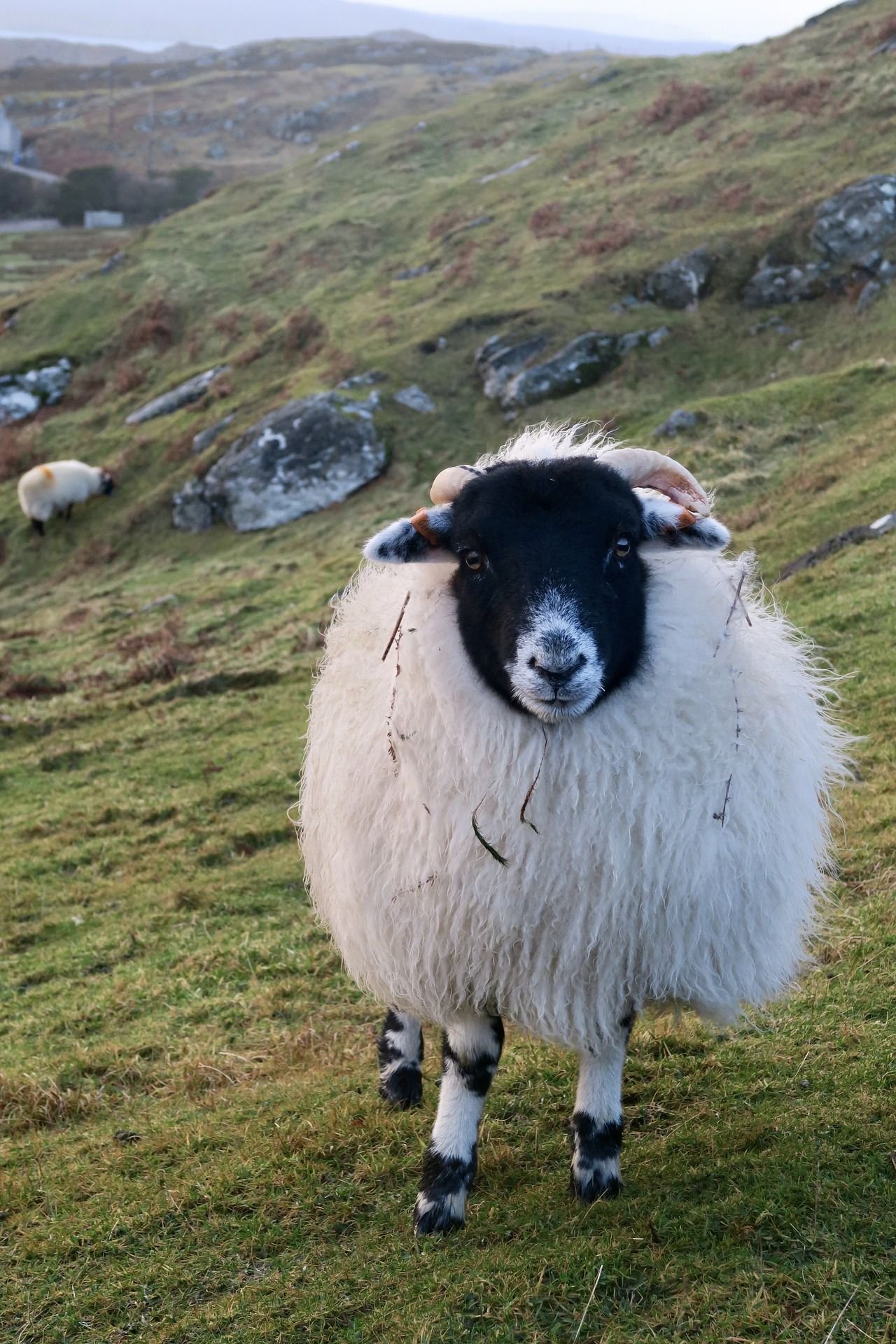 Scotland animal. Шотландская черномордая овца. Уэссан овцы. Овцеводство в Шотландии. Овцы в Шотландии.