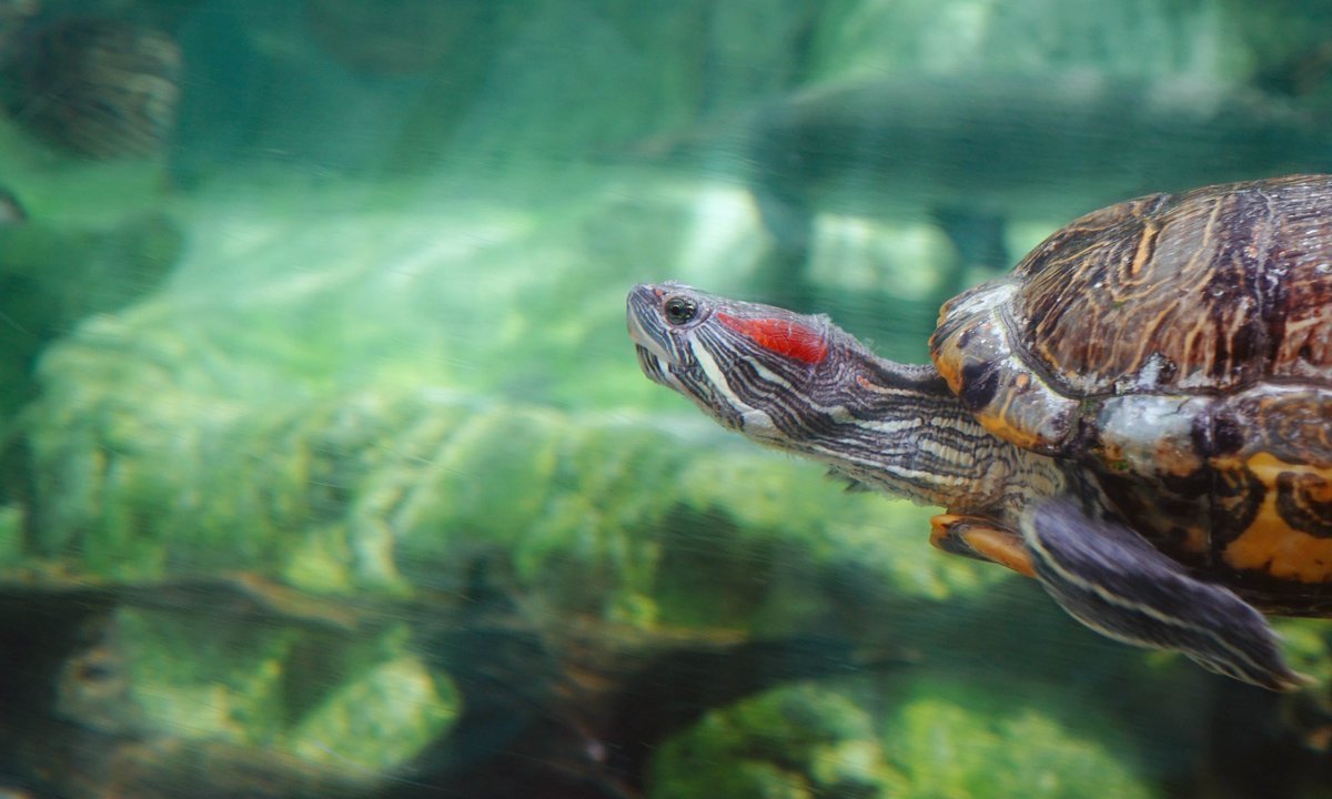 Обои на рабочий стол черепаха красноухая