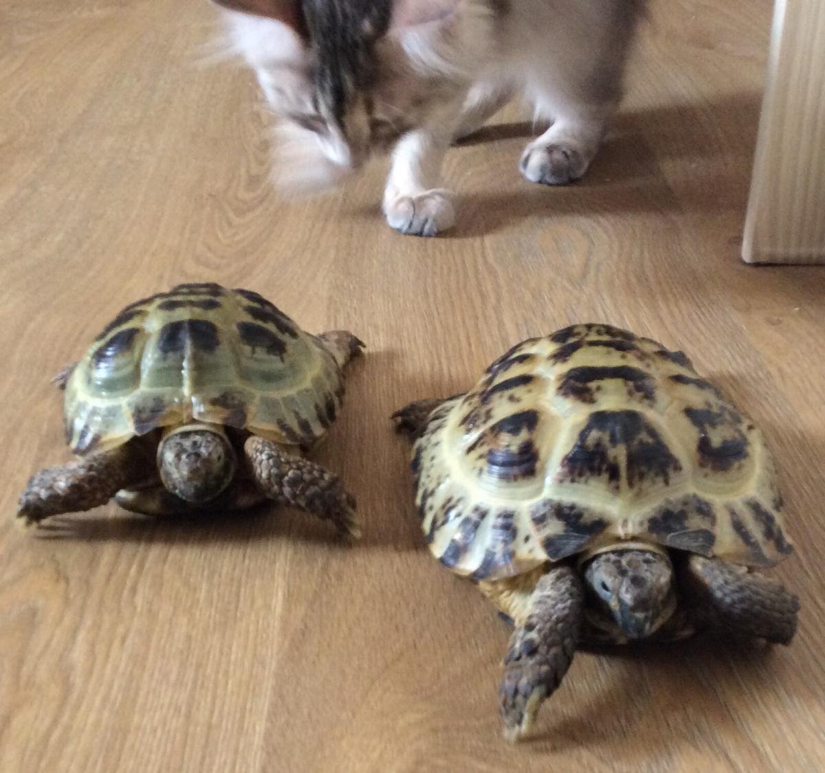 Черепаха без УФ лампы