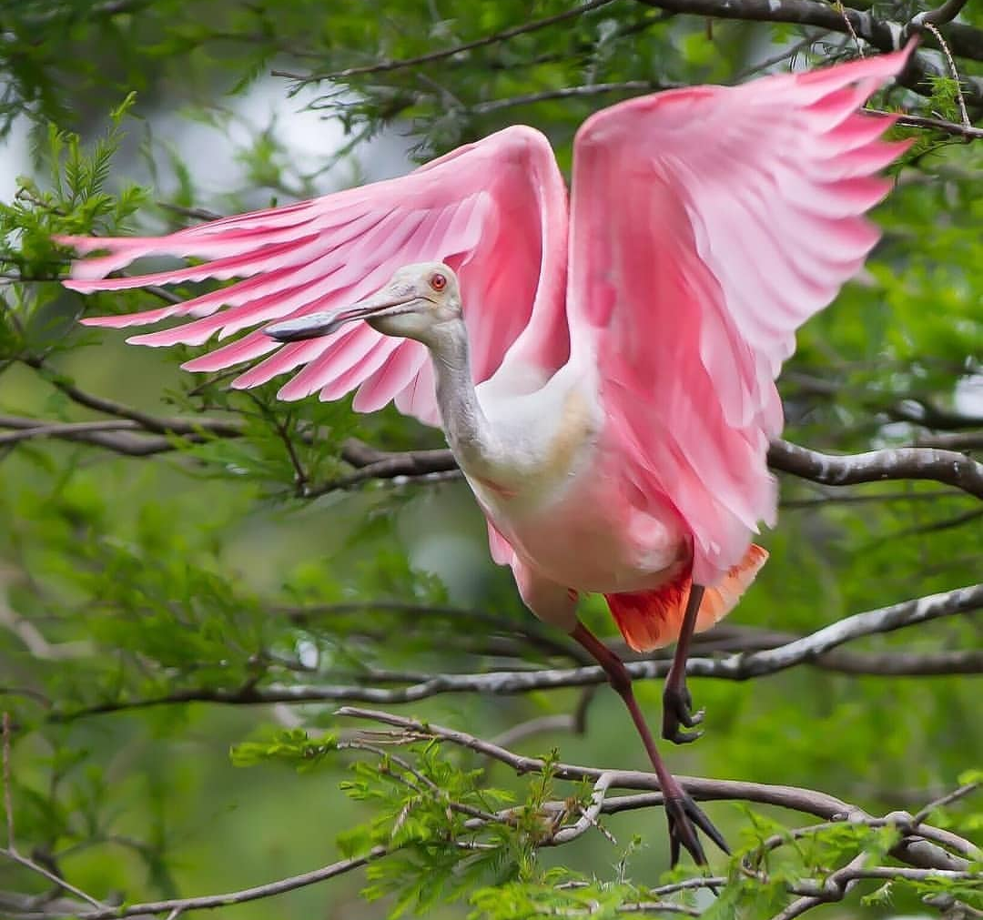 Ракша сизоворонка