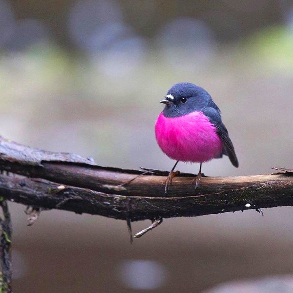 Розовый Фламинго 8к