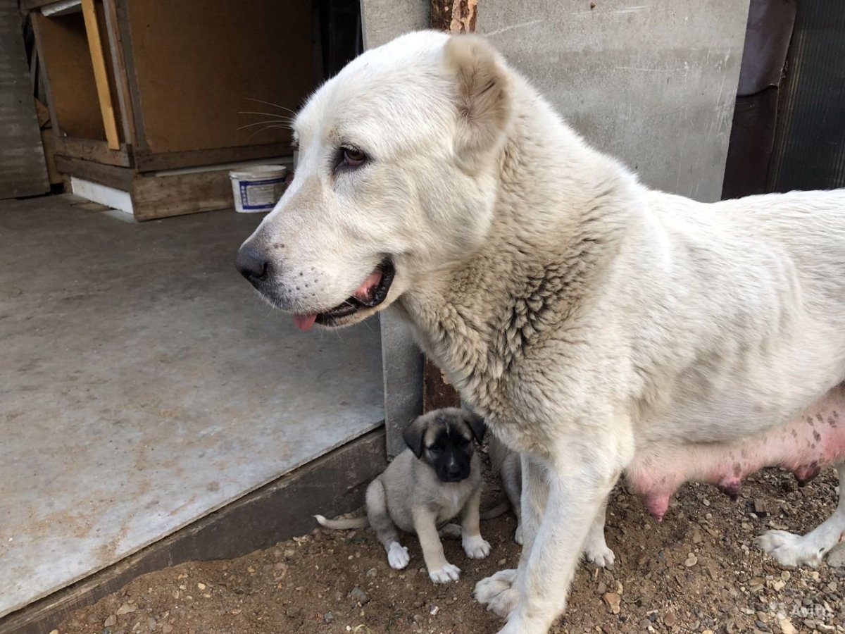 Собака метис алабая