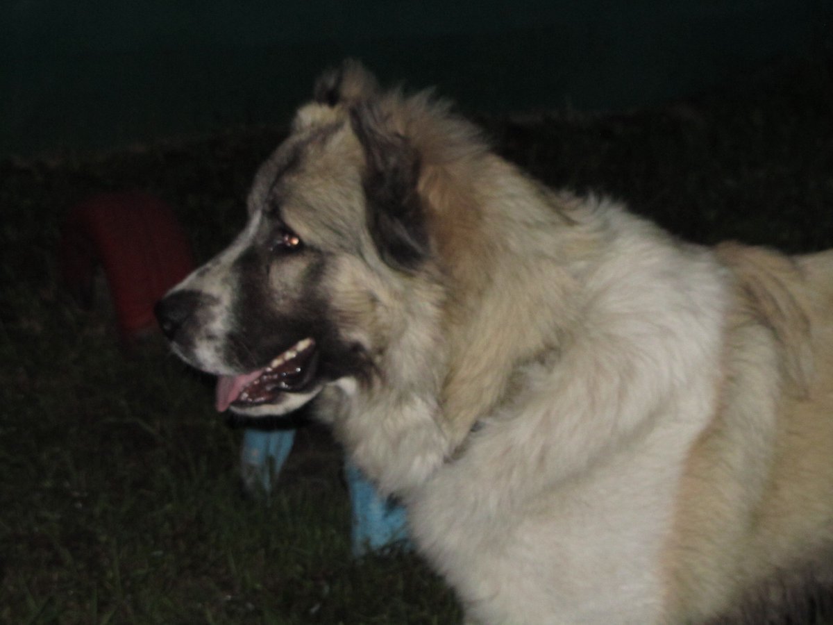 Кавказская овчарка и алабай помесь