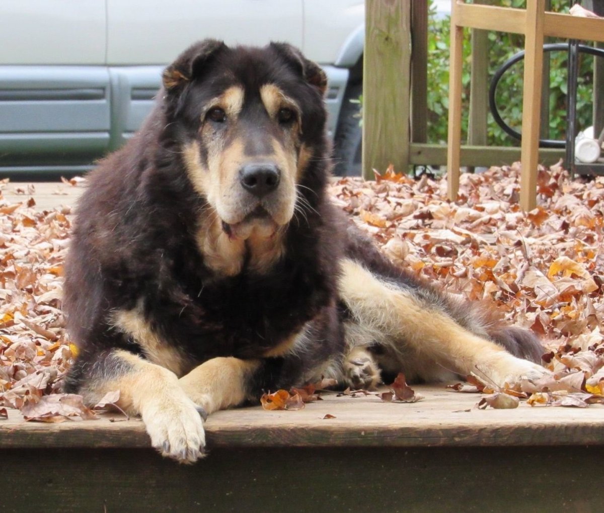 Смесь алабая и немецкой овчарки