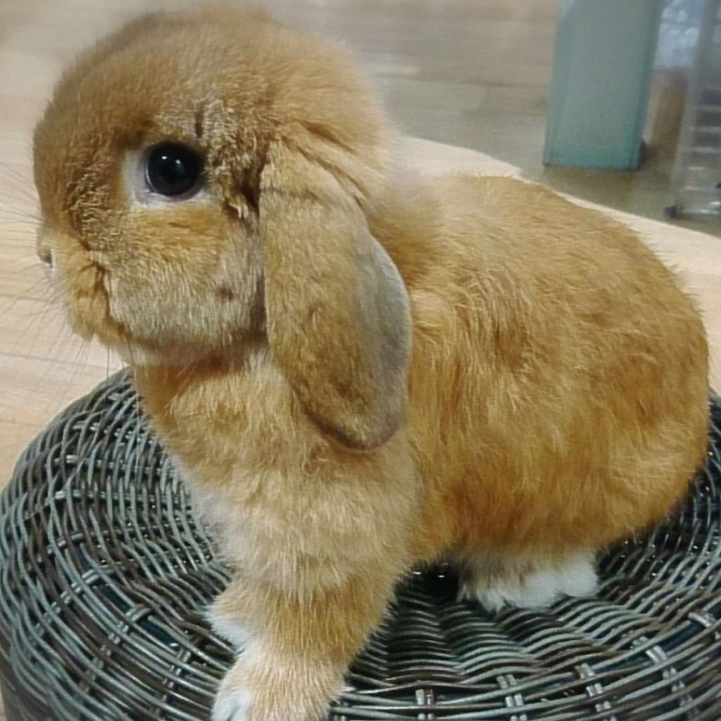 Что надо для кролика