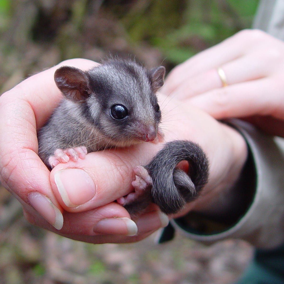 Австралийский карликовый поссум