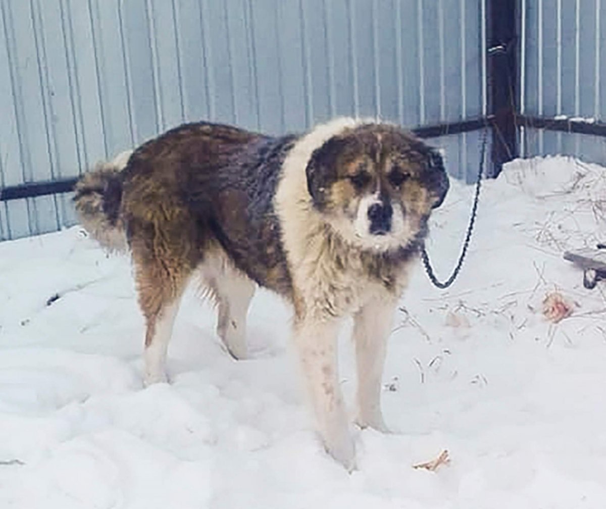 Метис алабая и кавказской овчарки