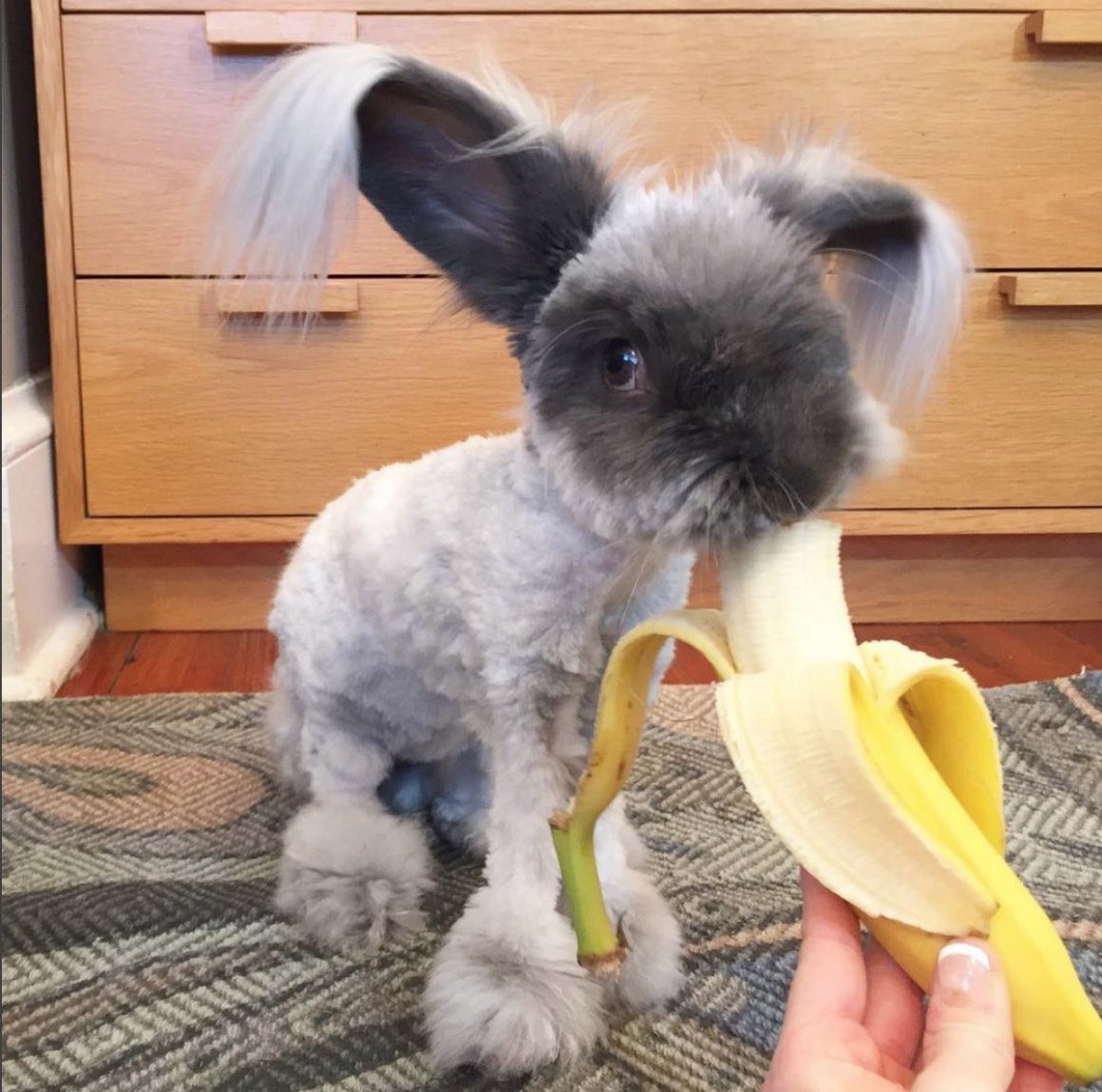 Стрижаный ангорский кролик