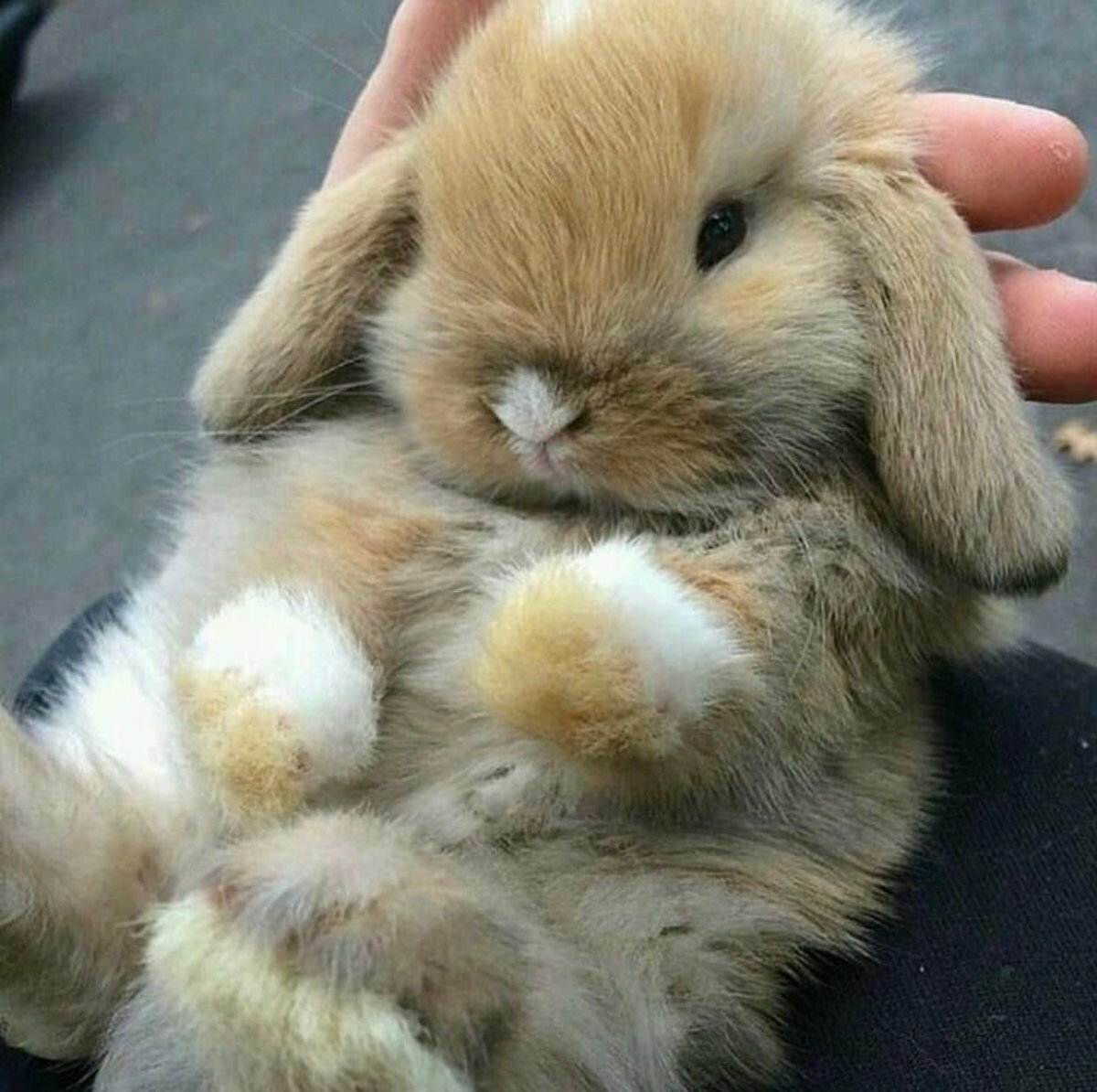 Карликовый вислоухий кролик