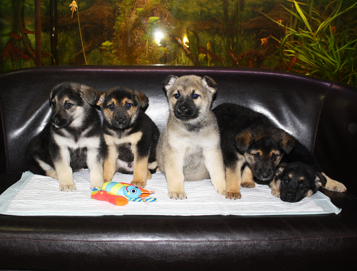 Щенок метис овчарки новорожденный