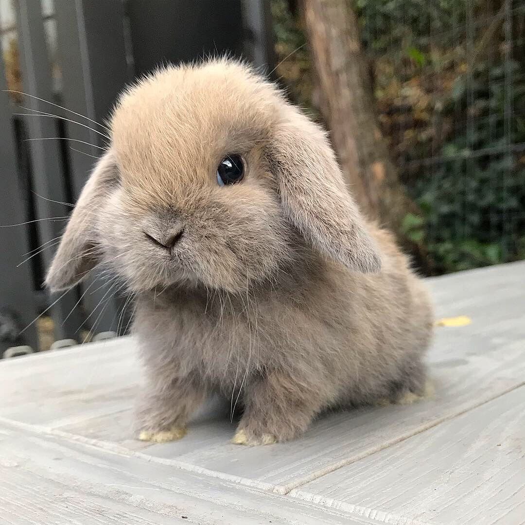 Пушистый кролик