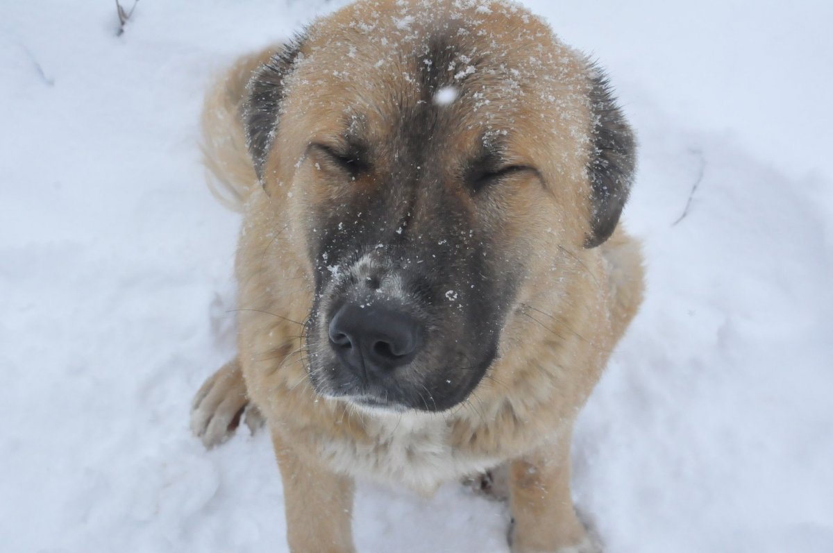 Метис алабая