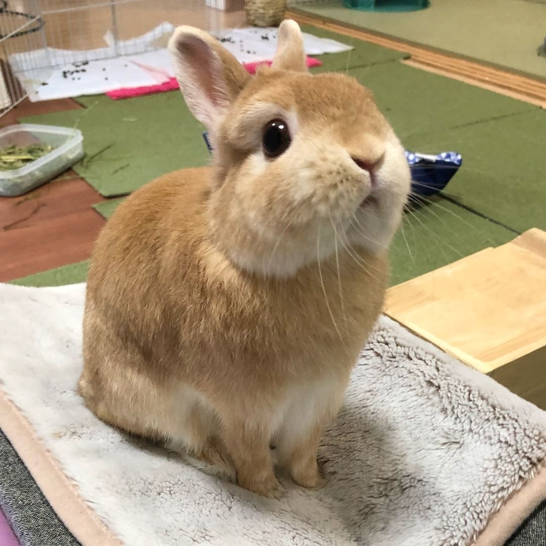 Кролик ухоженный
