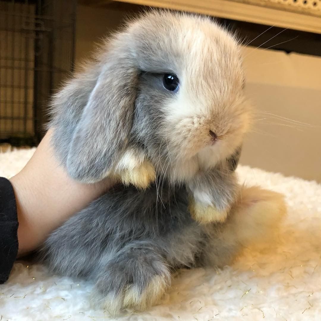 Карликовый кролик Минилоп