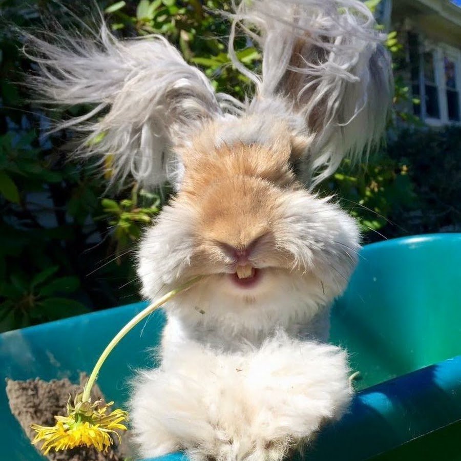 Ангорские кролики Уолли