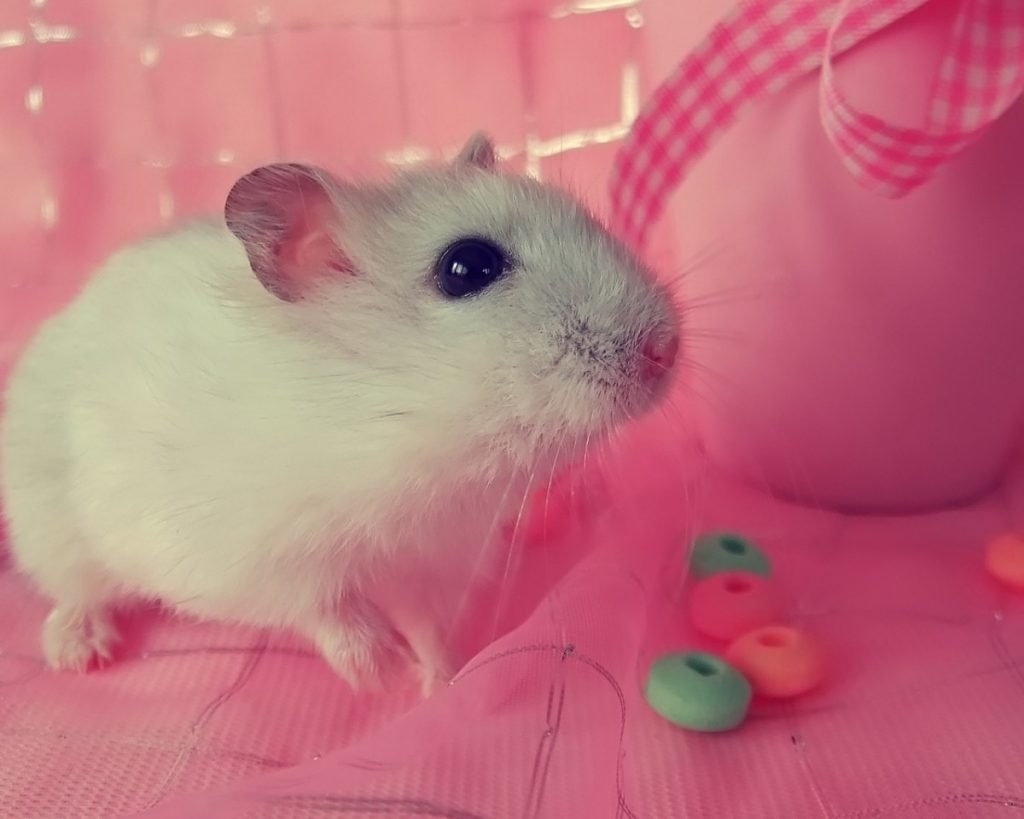 Хомяк джунгарский маленький