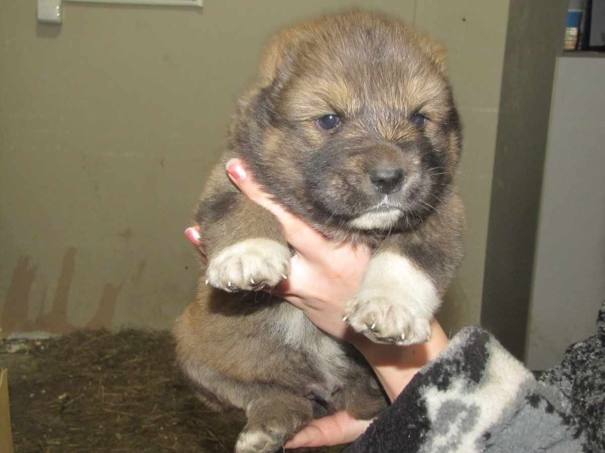 Щенки Кавказского алабая