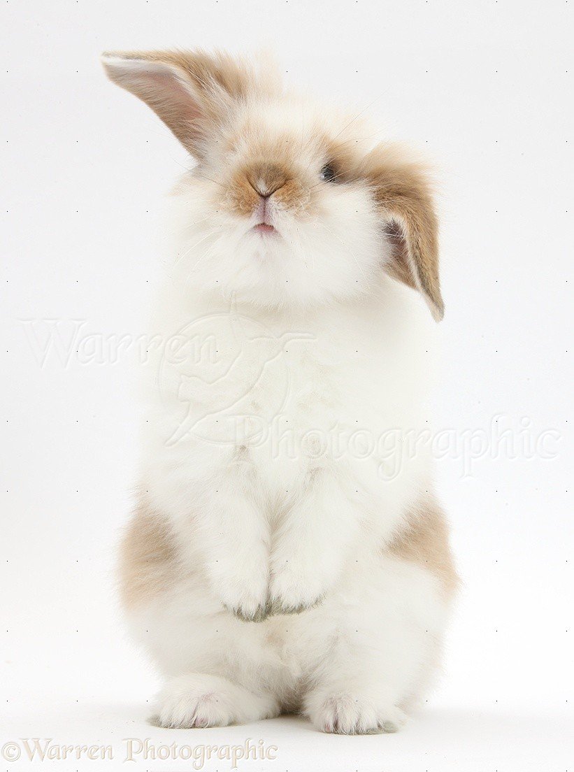 Белый кролик лапки