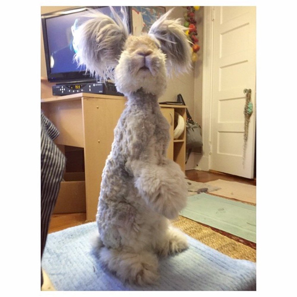 Ушастый ангорский кролик