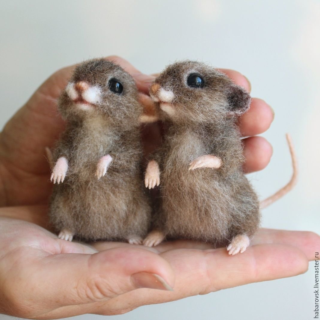 Маленькая мышь