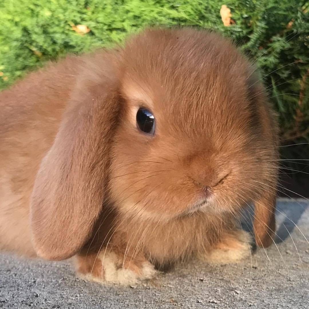 Кролик карликовый вислоухий коричневый