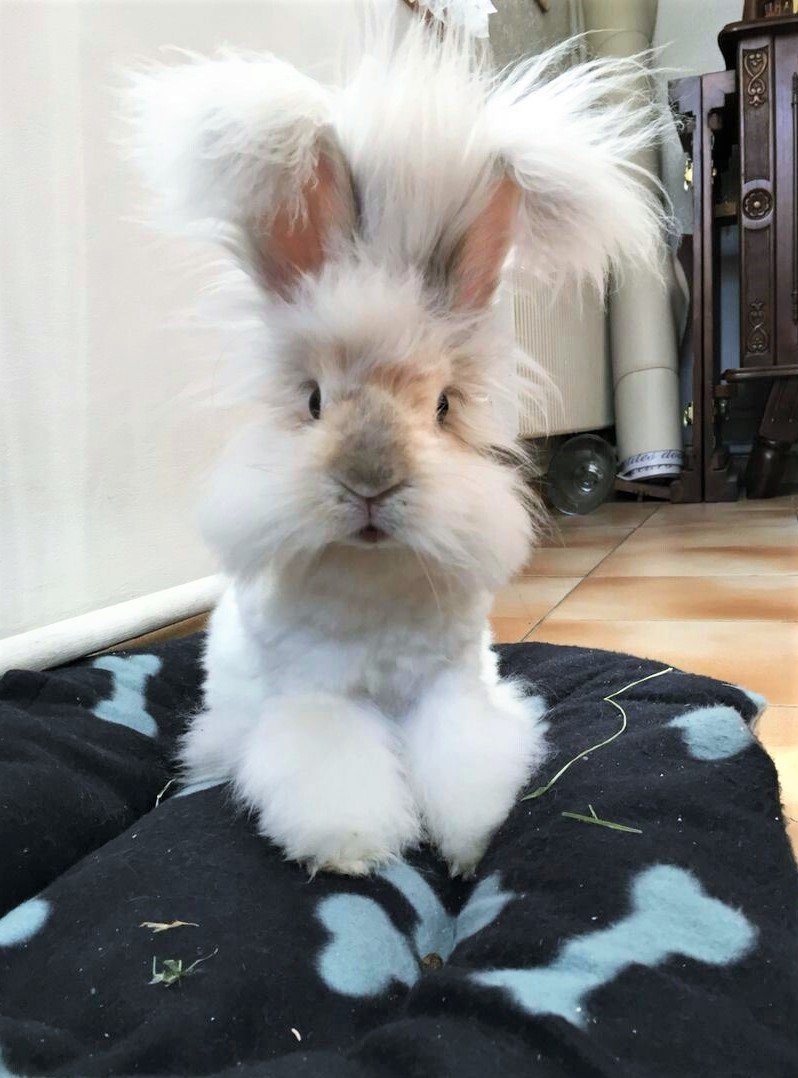 Декоративный кролик ангорский