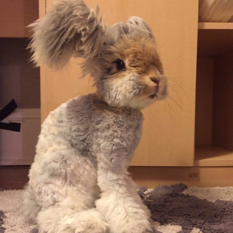 Гигантский ангорский кролик