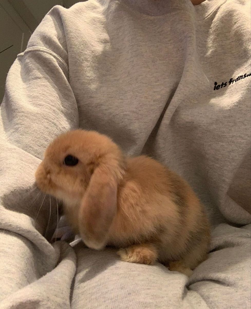 Kiko Bunny aesthetic