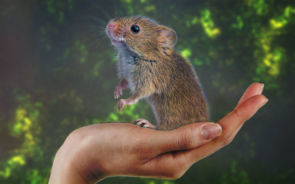 Хомяк болотный