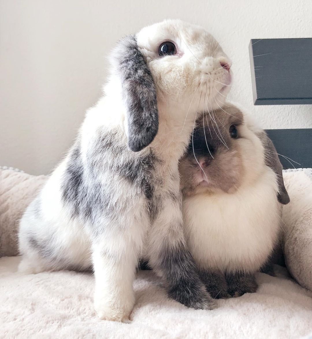 Пингвин и кролик