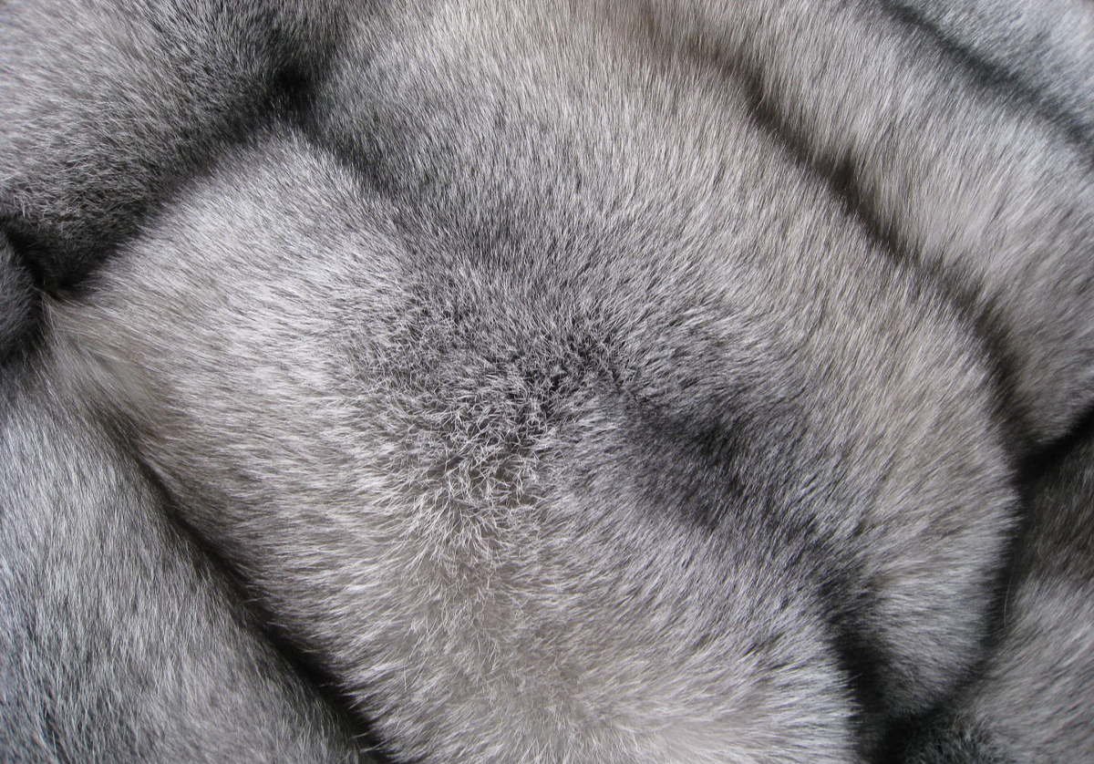 Блюфрост животное