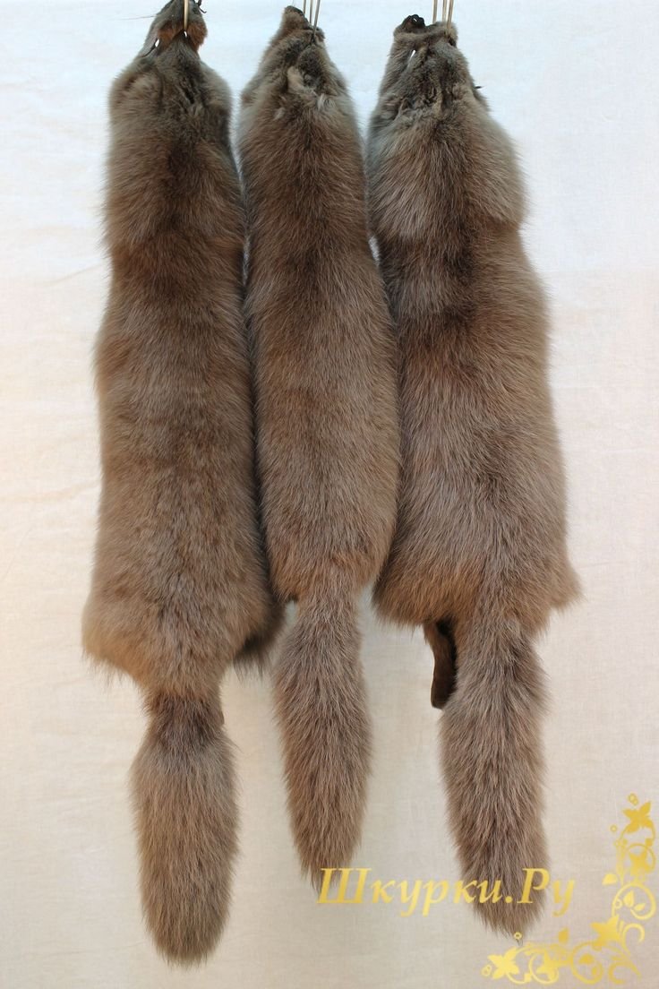 Медновский подвид песца