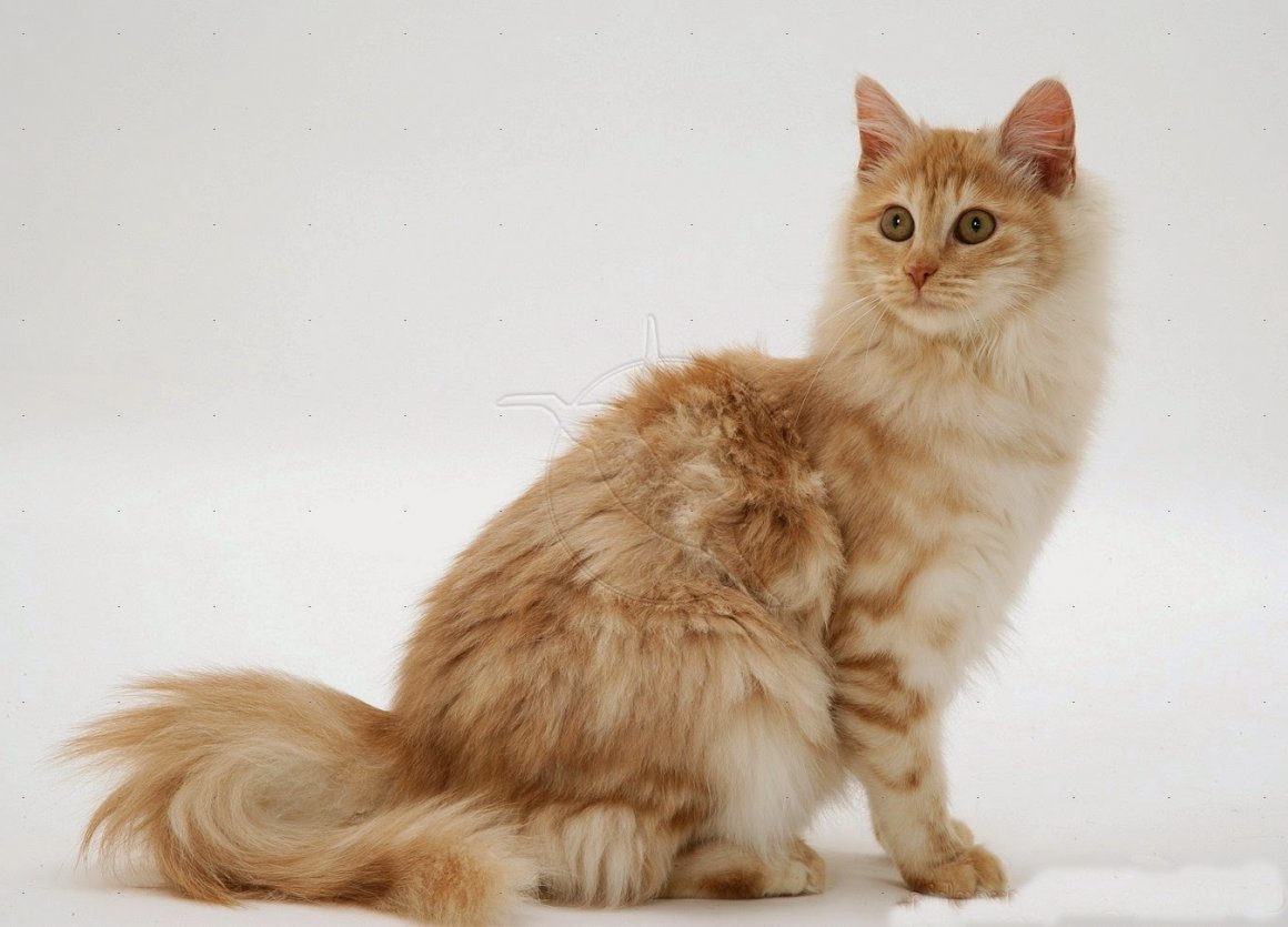 Ангорская Сибирская кошка рыжая