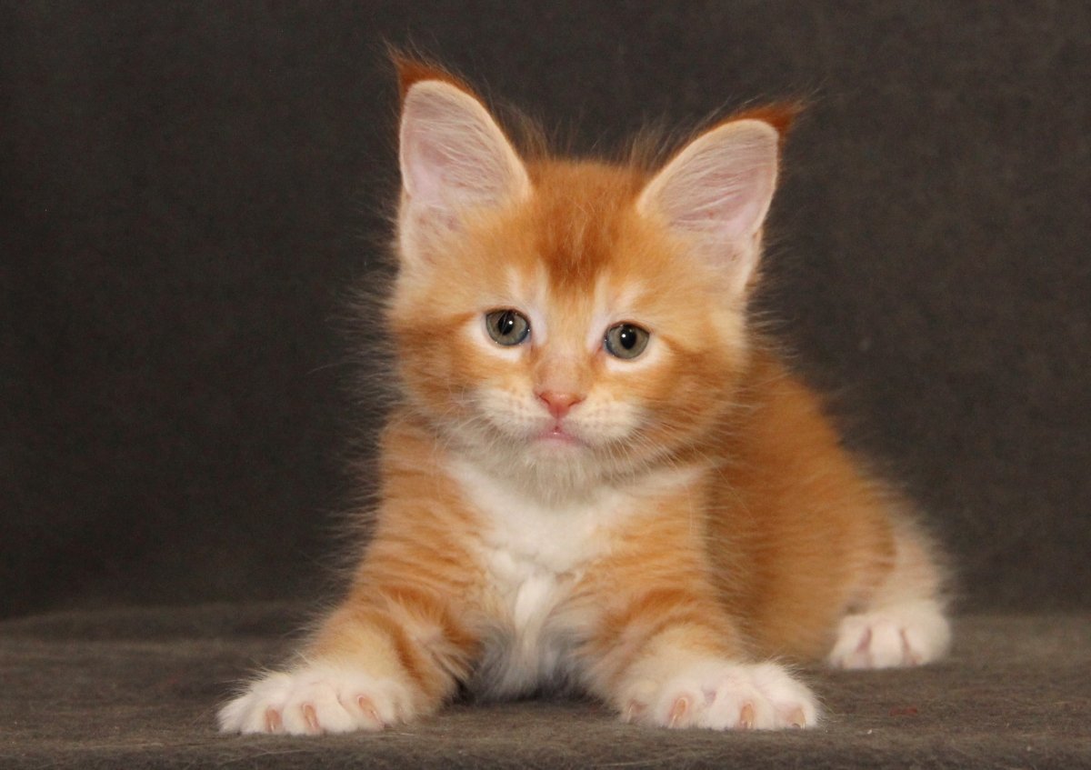 Ангорская кошка рыжая