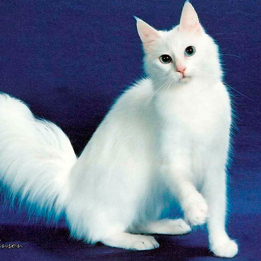 Ангорская Шотландская кошка