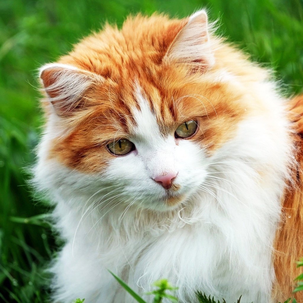 Ангорский кот рыжий