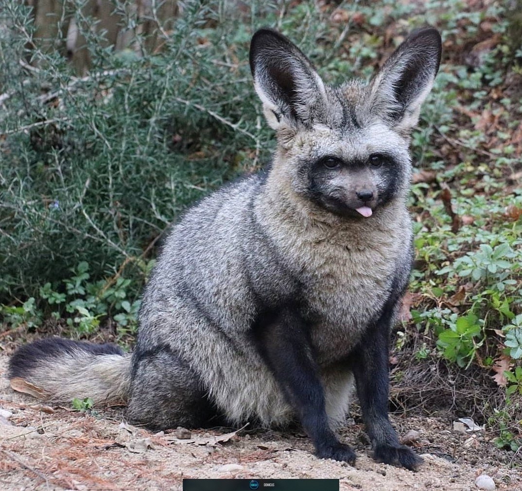 Чернобурая лисица