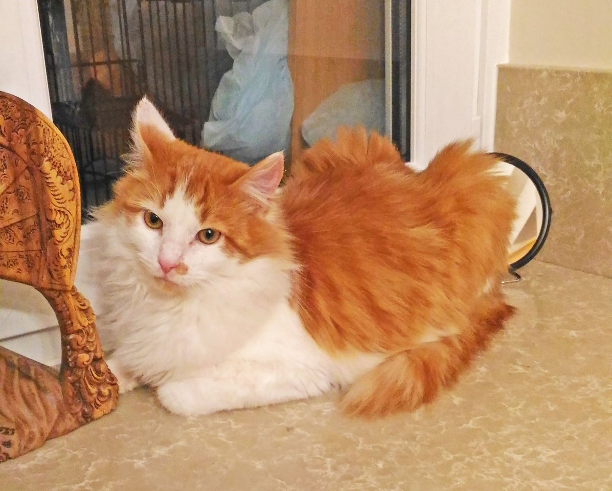 Турецкий Ван порода метис