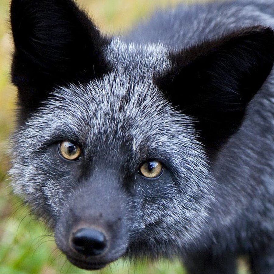 Блюфрост коньячный