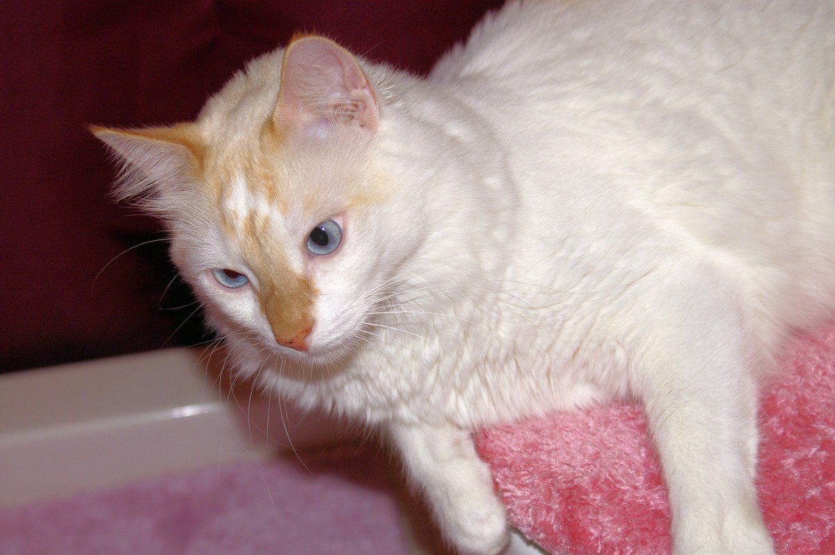 Турецкая ангорская порода кошек рыжими ушами
