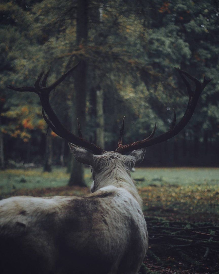 Смешные олени 2015