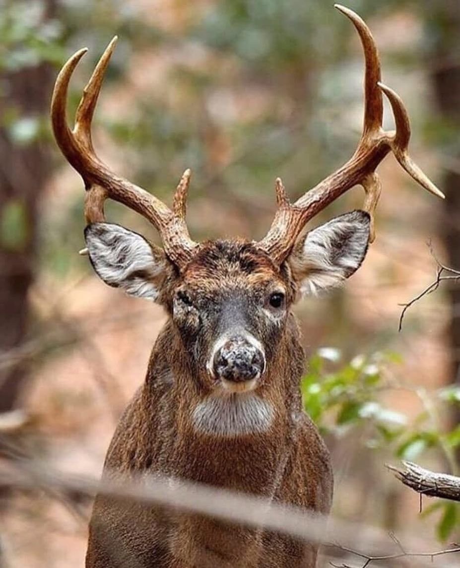 Пятнистый олень детеныш