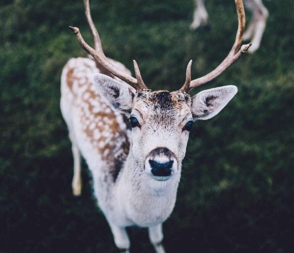 Олень лежит