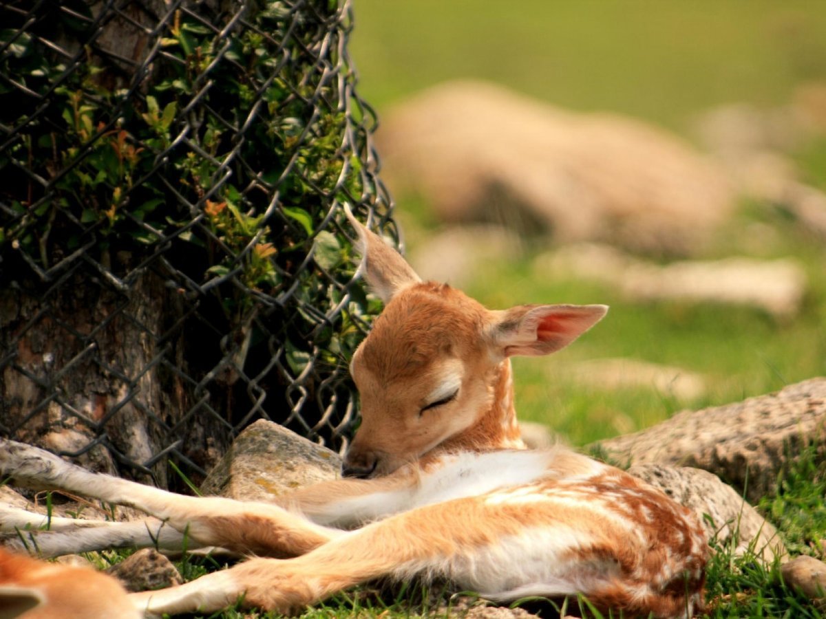 Спящие олени