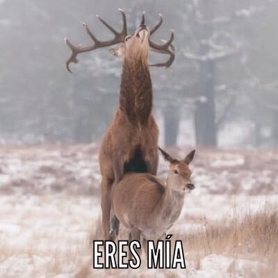 Олень спит фото