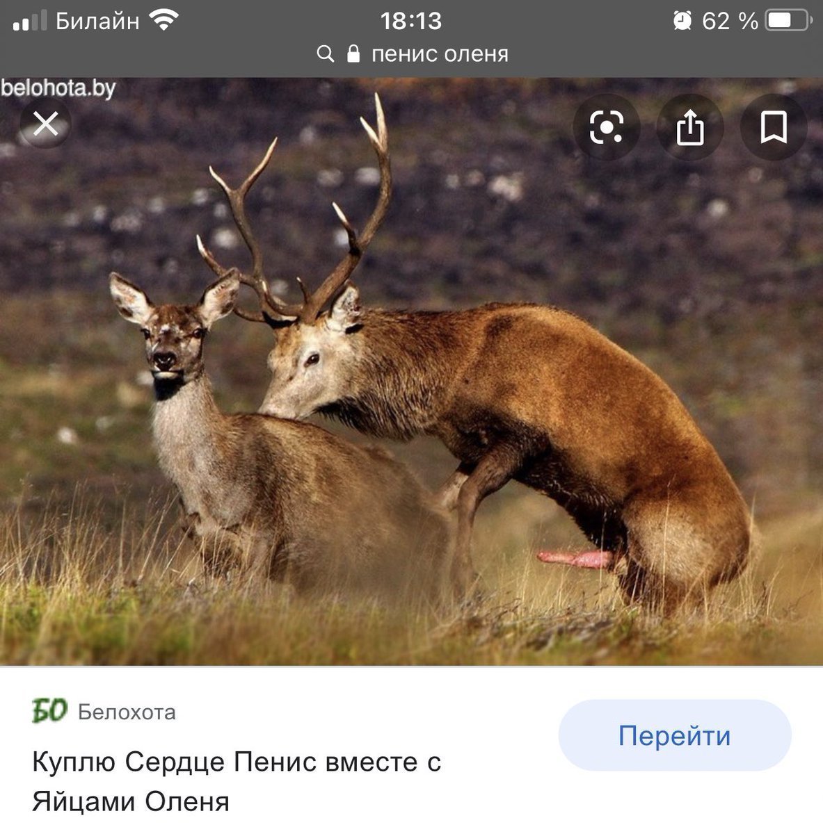 Оленьи рога