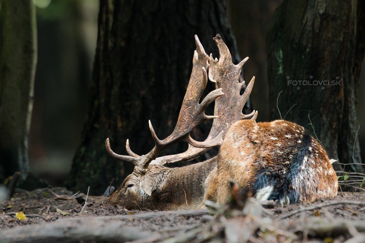 Спящий Олененок