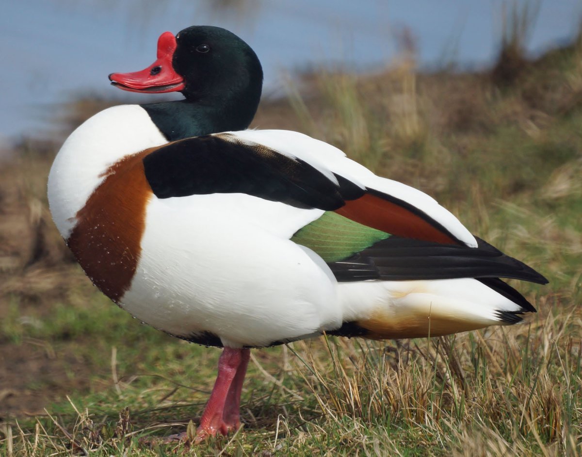 Хохлатая пеганка