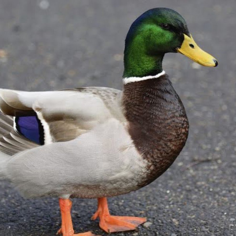 Утка кряква окрас